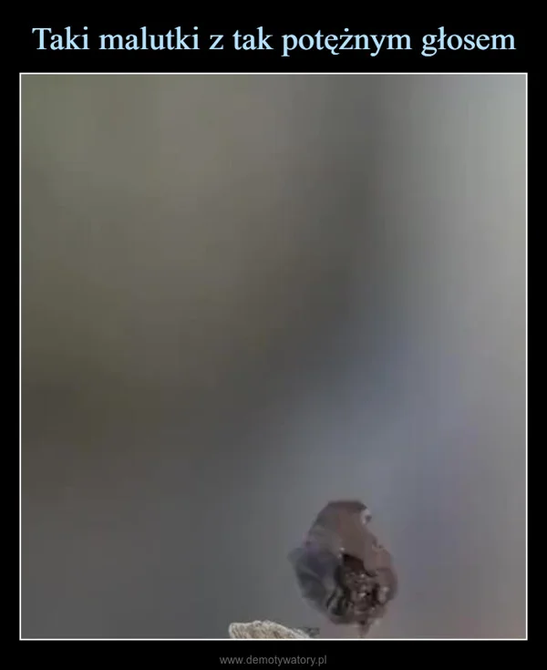 
    Taki malutki z tak potężnym głosem