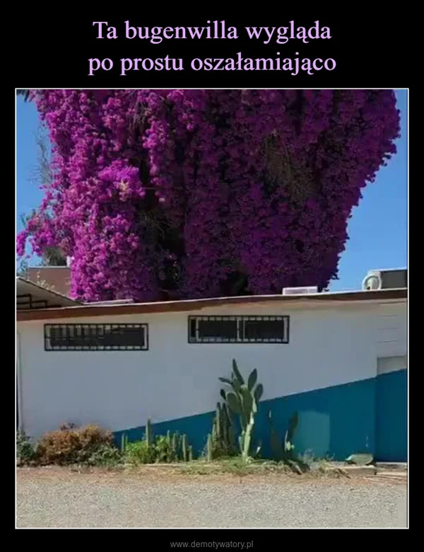 
    Ta bugenwilla wygląda po prostu oszałamiająco