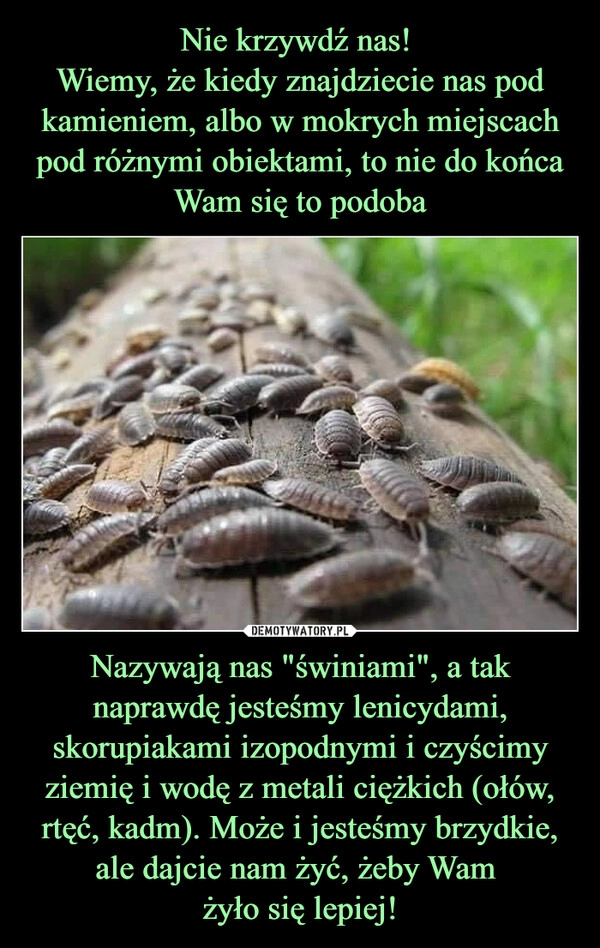 
    Nie krzywdź nas! 
Wiemy, że kiedy znajdziecie nas pod kamieniem, albo w mokrych miejscach pod różnymi obiektami, to nie do końca Wam się to podoba Nazywają nas "świniami", a tak naprawdę jesteśmy lenicydami, skorupiakami izopodnymi i czyścimy ziemię i wodę z metali ciężkich (ołów, rtęć, kadm). Może i jesteśmy brzydkie, ale dajcie nam żyć, żeby Wam 
żyło się lepiej!