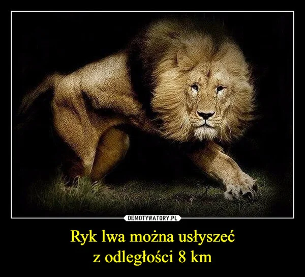 
    Ryk lwa można usłyszeć z odległości 8 km