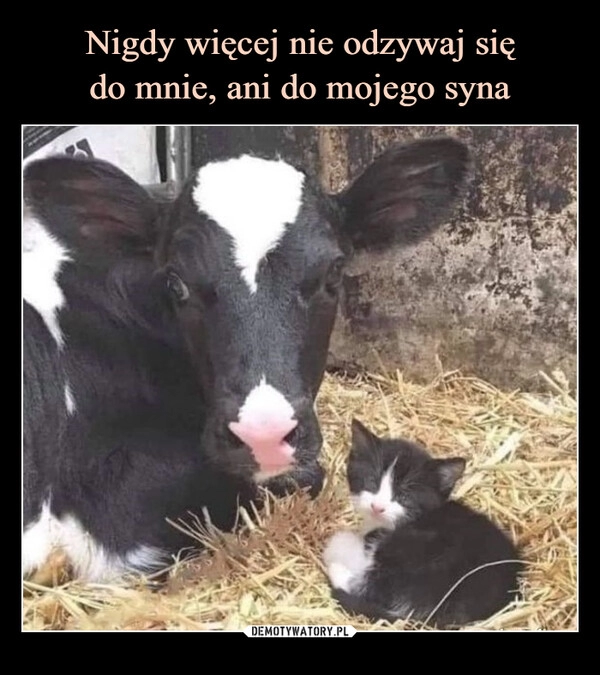 
    Nigdy więcej nie odzywaj się
do mnie, ani do mojego syna