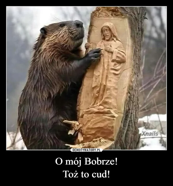 O mój Bobrze! Toż to cud!