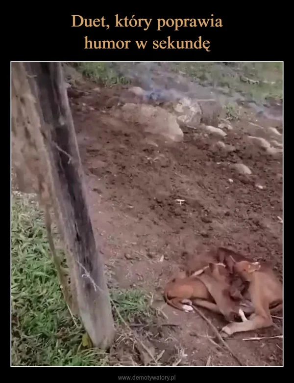 
    Duet, który poprawia humor w sekundę