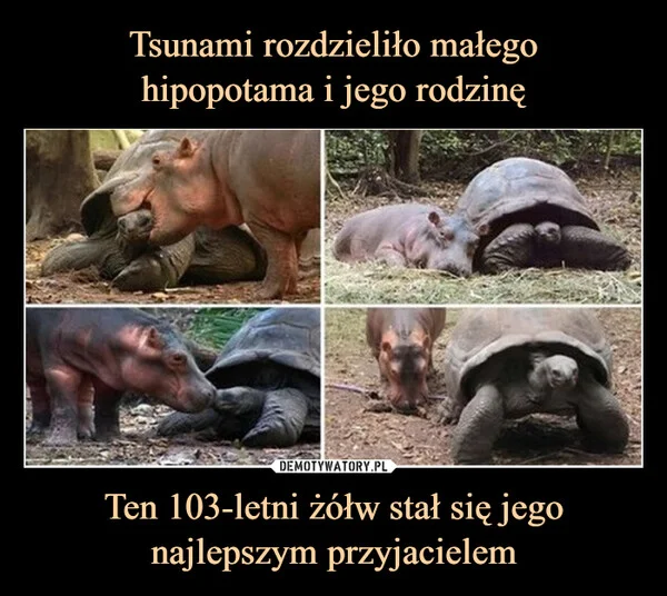 
    Tsunami rozdzieliło małego hipopotama i jego rodzinę Ten 103-letni żółw stał się jego najlepszym przyjacielem