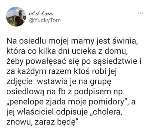 
    A to świnia