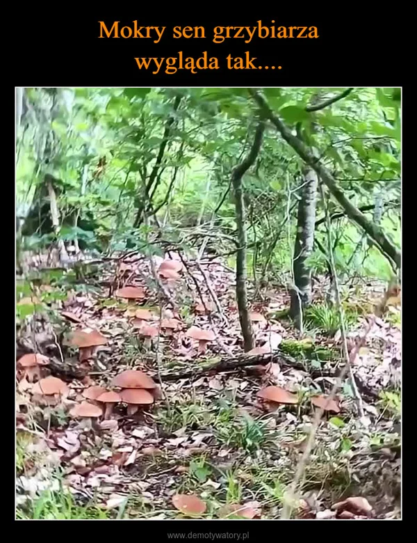
    Mokry sen grzybiarza wygląda tak....