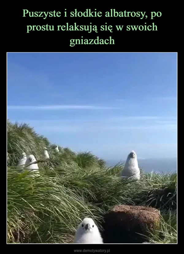 
    Puszyste i słodkie albatrosy, po prostu relaksują się w swoich gniazdach