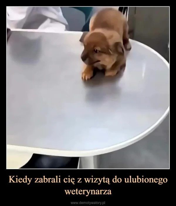 
    Kiedy zabrali cię z wizytą do ulubionego weterynarza