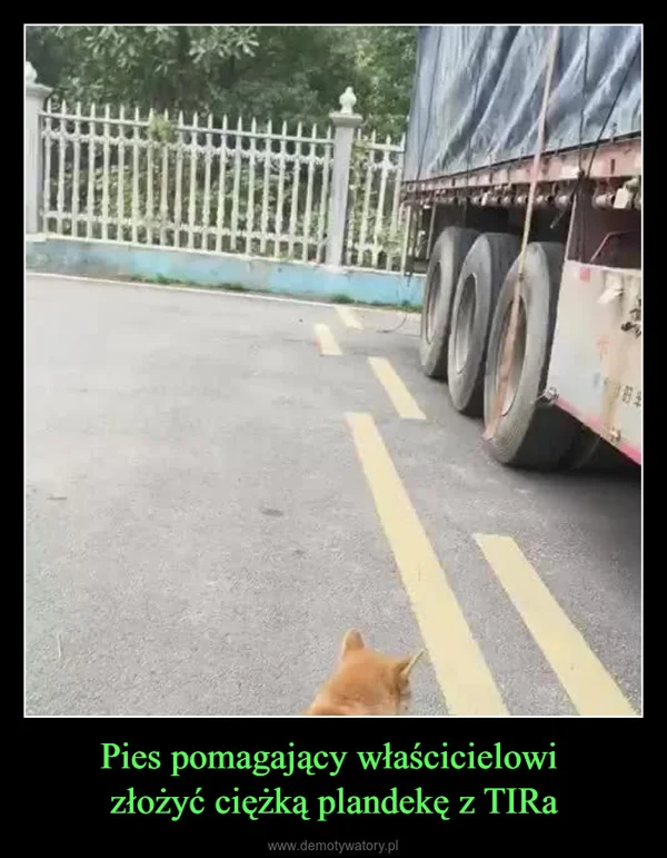 
    Pies pomagający właścicielowi złożyć ciężką plandekę z TIRa