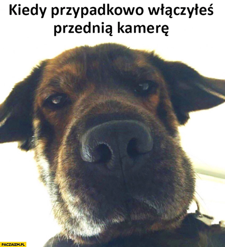 
    Kiedy przypadkowo włączyłeś przednią kamerę pies