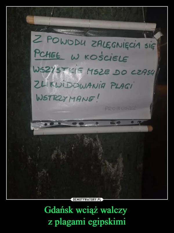 
    Gdańsk wciąż walczy z plagami egipskimi