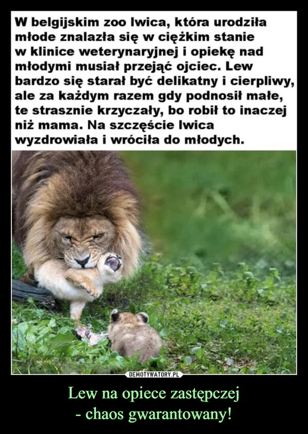 
    Lew na opiece zastępczej - chaos gwarantowany!