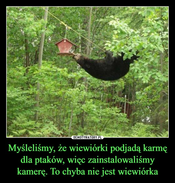 
    Myśleliśmy, że wiewiórki podjadą karmę dla ptaków, więc zainstalowaliśmy kamerę. To chyba nie jest wiewiórka