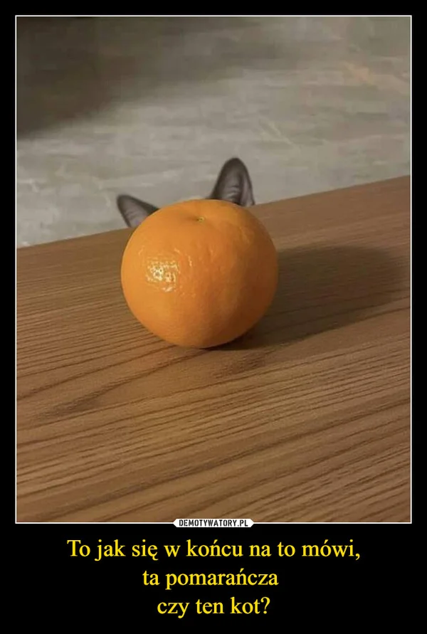 
    To jak się w końcu na to mówi, ta pomarańcza czy ten kot?