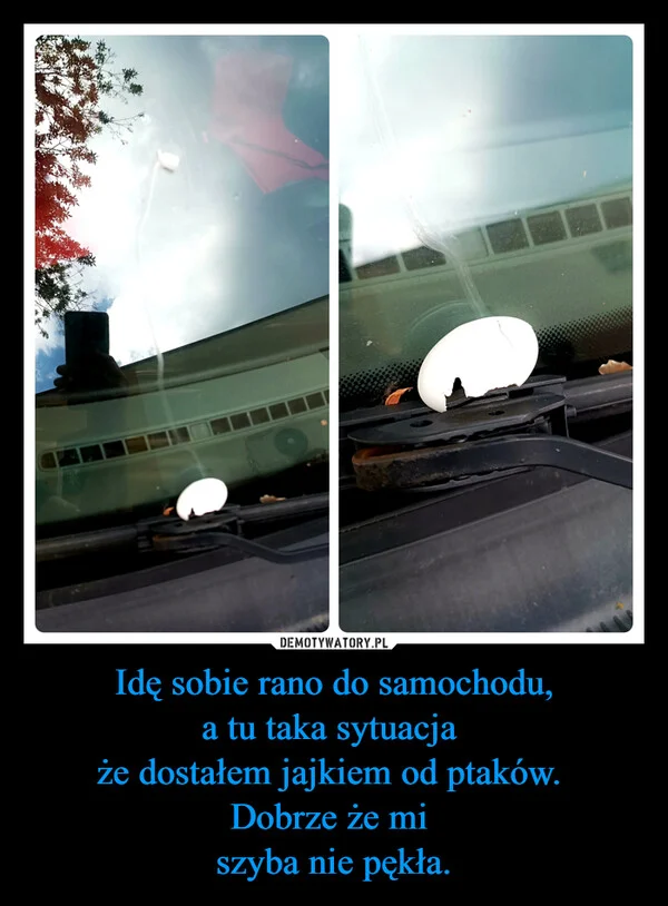 
    Idę sobie rano do samochodu, a tu taka sytuacja że dostałem jajkiem od ptaków. Dobrze że mi szyba nie pękła.