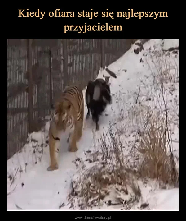 
    Kiedy ofiara staje się najlepszym przyjacielem