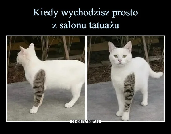 Kiedy wychodzisz prosto z salonu tatuażu