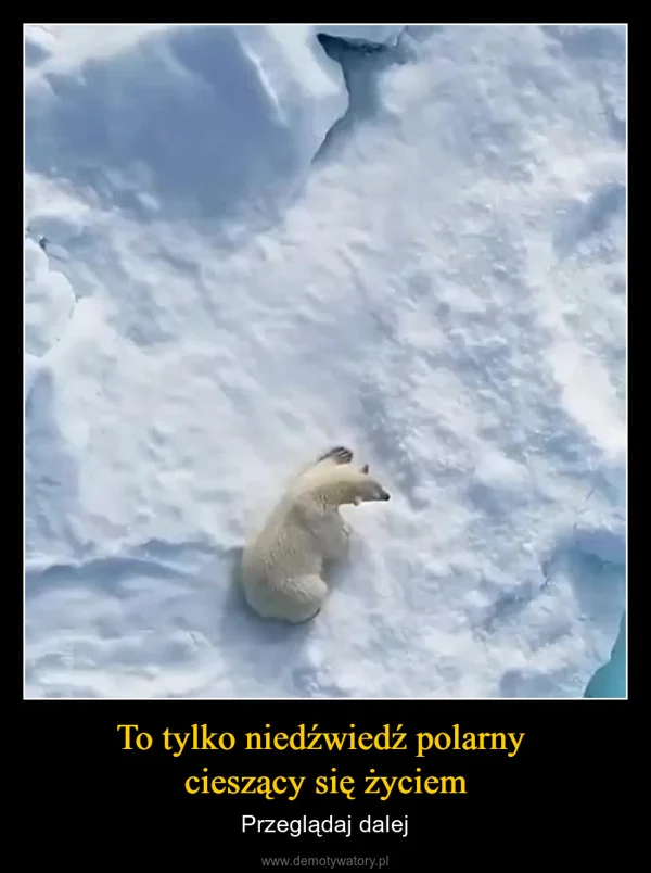 
    To tylko niedźwiedź polarny cieszący się życiem