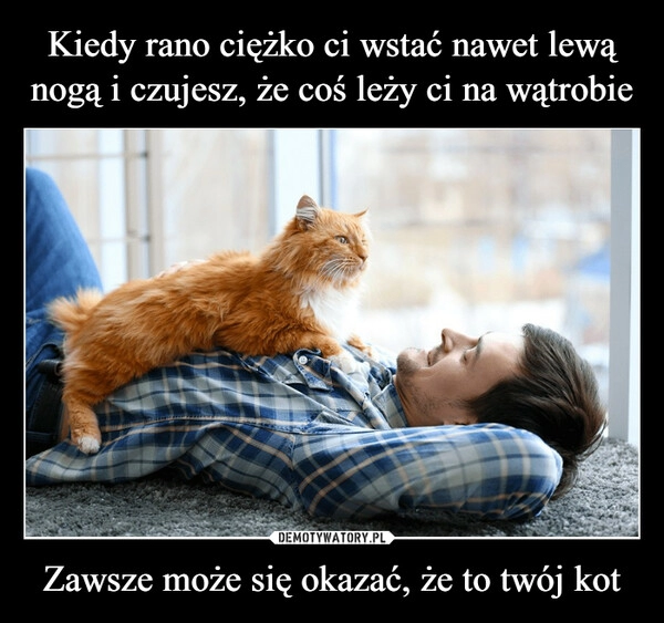 
    Kiedy rano ciężko ci wstać nawet lewą nogą i czujesz, że coś leży ci na wątrobie Zawsze może się okazać, że to twój kot 