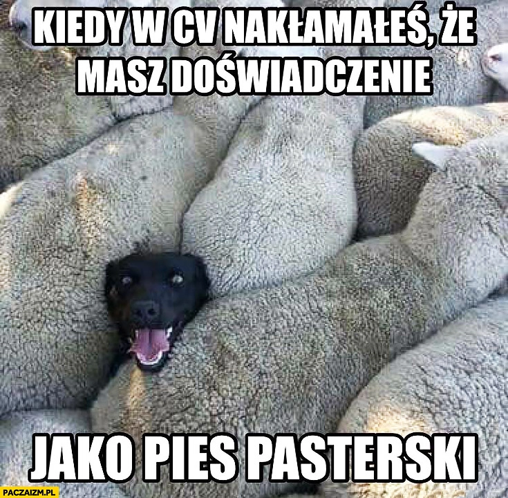 Kiedy w CV nakłamałeś, że masz doświadczenie jako pies pasterski szczęśliwy zadowolony wśród owiec