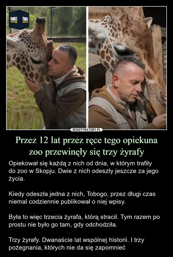 
    Przez 12 lat przez ręce tego opiekuna zoo przewinęły się trzy żyrafy