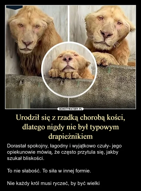 
    Urodził się z rzadką chorobą kości, dlatego nigdy nie był typowym drapieżnikiem