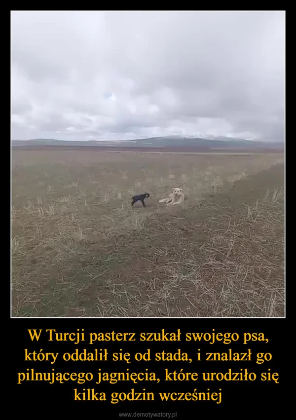 W Turcji pasterz szukał swojego psa, który oddalił się od stada, i znalazł go pilnującego jagnięcia, które urodziło się kilka godzin wcześniej