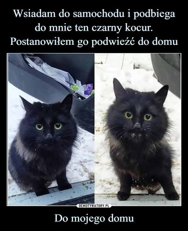 
    Wsiadam do samochodu i podbiega do mnie ten czarny kocur. Postanowiłem go podwieźć do domu Do mojego domu