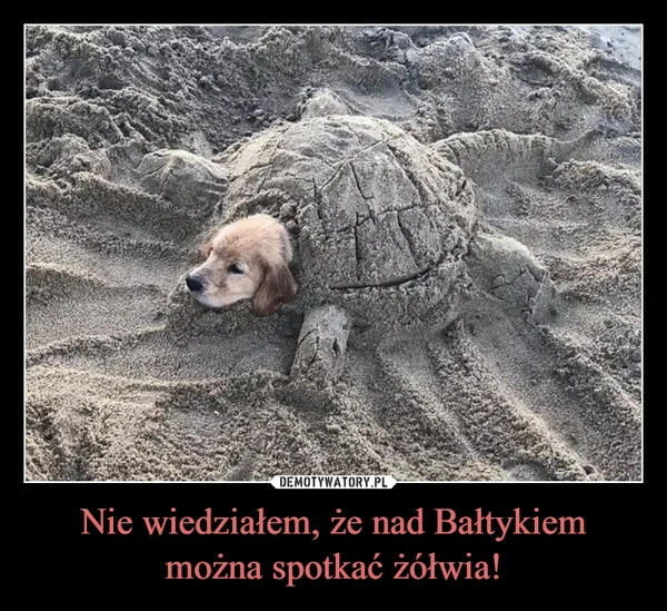 Nie wiedziałem, że nad Bałtykiem można spotkać żółwia!