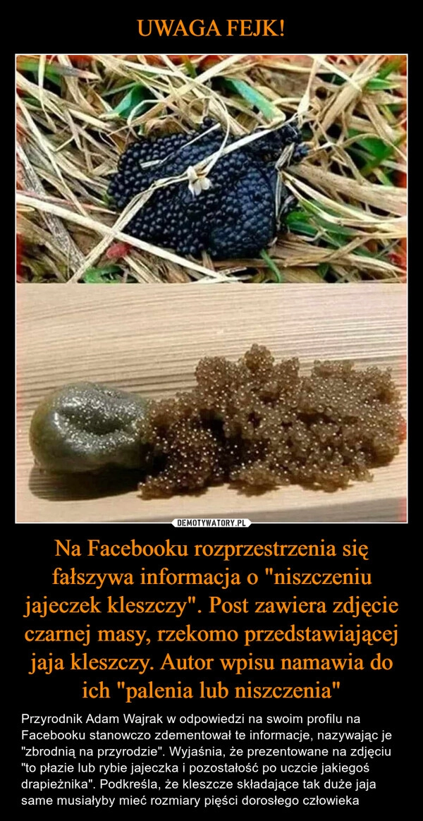 
    UWAGA FEJK! Na Facebooku rozprzestrzenia się fałszywa informacja o "niszczeniu jajeczek kleszczy". Post zawiera zdjęcie czarnej masy, rzekomo przedstawiającej jaja kleszczy. Autor wpisu namawia do ich "palenia lub niszczenia"