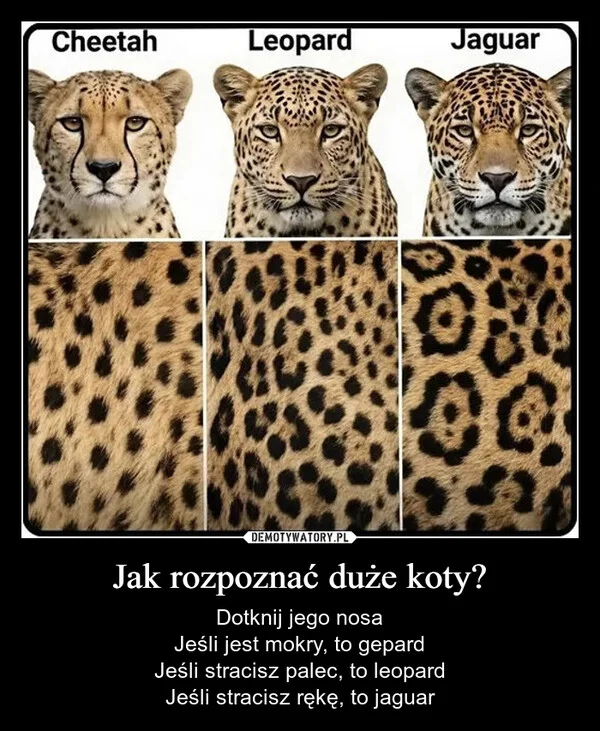 
    Jak rozpoznać duże koty?