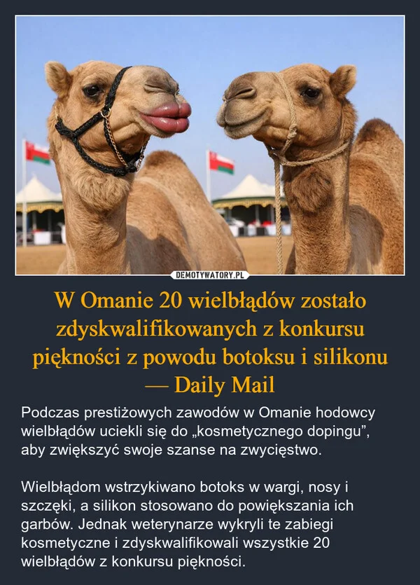 
    W Omanie 20 wielbłądów zostało zdyskwalifikowanych z konkursu piękności z powodu botoksu i silikonu — Daily Mail