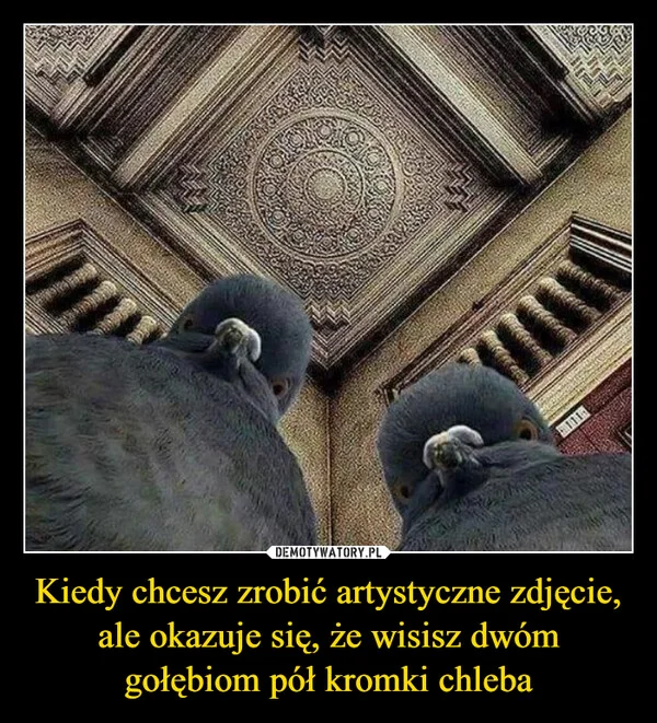 Kiedy chcesz zrobić artystyczne zdjęcie, ale okazuje się, że wisisz dwóm gołębiom pół kromki chleba