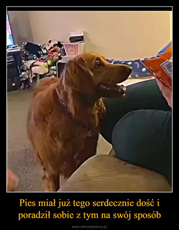 
    Pies miał już tego serdecznie dość i poradził sobie z tym na swój sposób