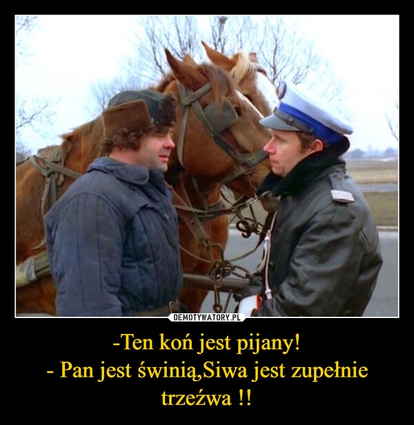 
    -Ten koń jest pijany!
- Pan jest świnią,Siwa jest zupełnie trzeźwa !!