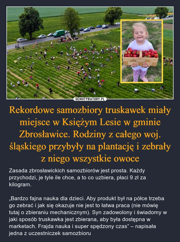 
    Rekordowe samozbiory truskawek miały miejsce w Księżym Lesie w gminie Zbrosławice. Rodziny z całego woj. śląskiego przybyły na plantację i zebrały z niego wszystkie owoce