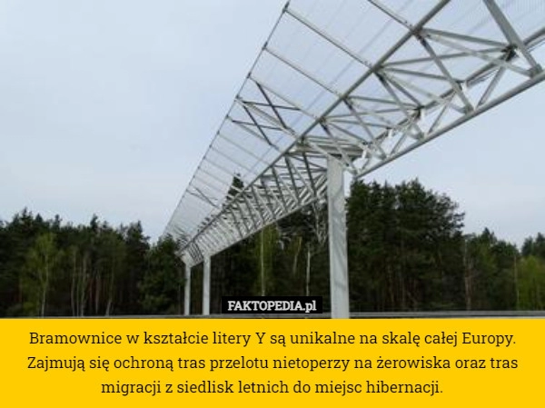 
    Bramownice w kształcie litery Y są unikalne na skalę całej Europy. Zajmują