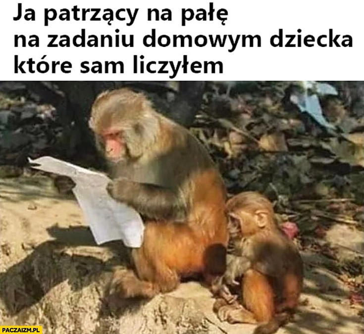 
    Małpa ja patrzący na pałę na zadaniu domowym dziecka które sam liczyłem