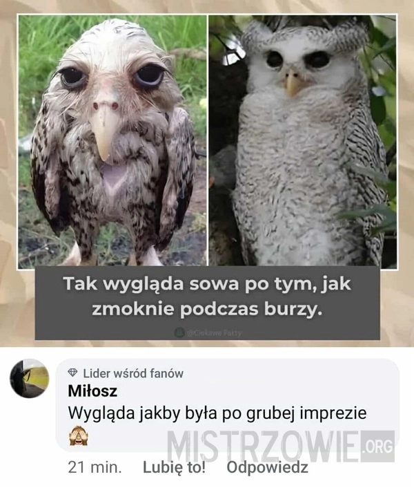 
    Sowa po burzy