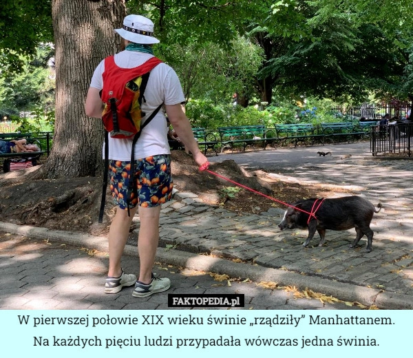 
    W pierwszej połowie XIX wieku świnie „rządziły” Manhattanem. Na każdych