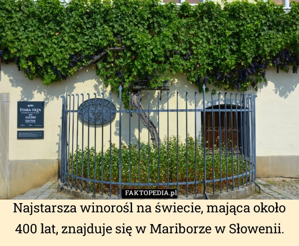 
    Najstarsza winorośl na świecie, mająca około 400 lat, znajduje się w Mariborze