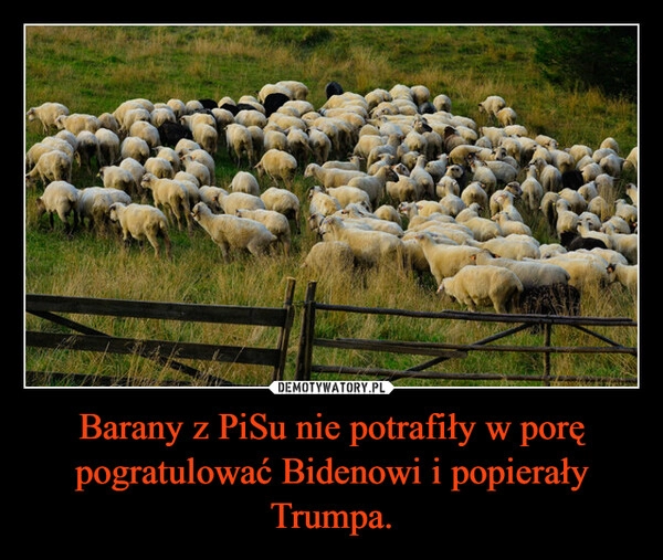 
    Barany z PiSu nie potrafiły w porę pogratulować Bidenowi i popierały Trumpa.