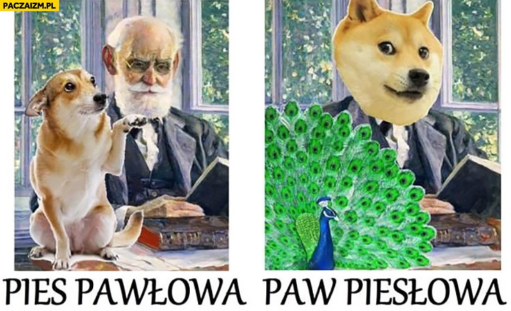 
    Pies Pawłowa, paw Piesłowa porównanie