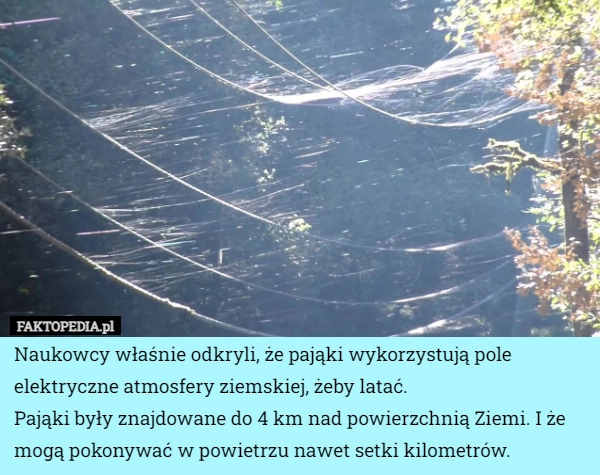 
    Naukowcy właśnie odkryli, że pająki wykorzystują pole elektryczne atmosfery