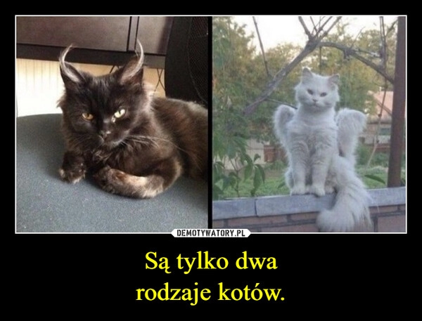 
    
Są tylko dwa
rodzaje kotów. 