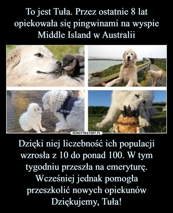 
    To jest Tuła. Przez ostatnie 8 lat opiekowała się pingwinami na wyspie Middle Island w Australii Dzięki niej liczebność ich populacji wzrosła z 10 do ponad 100. W tym tygodniu przeszła na emeryturę. Wcześniej jednak pomogła
przeszkolić nowych opiekunów
Dziękujemy, Tuła!