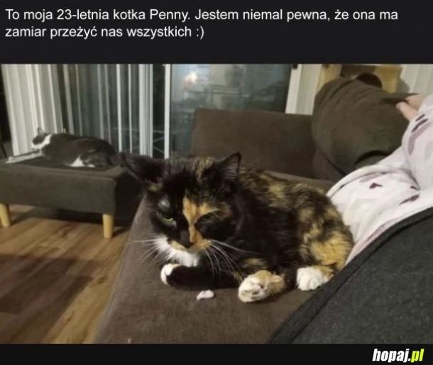 
    Penny