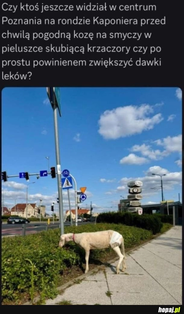 
    Ciekawy widok