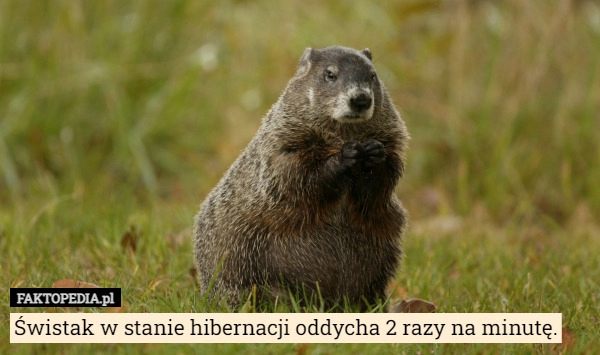 
    
			Świstak w stanie hibernacji oddycha 2 razy na minutę.					