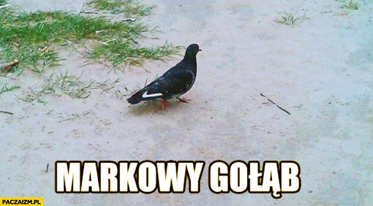 
    Markowy gołąb Nike